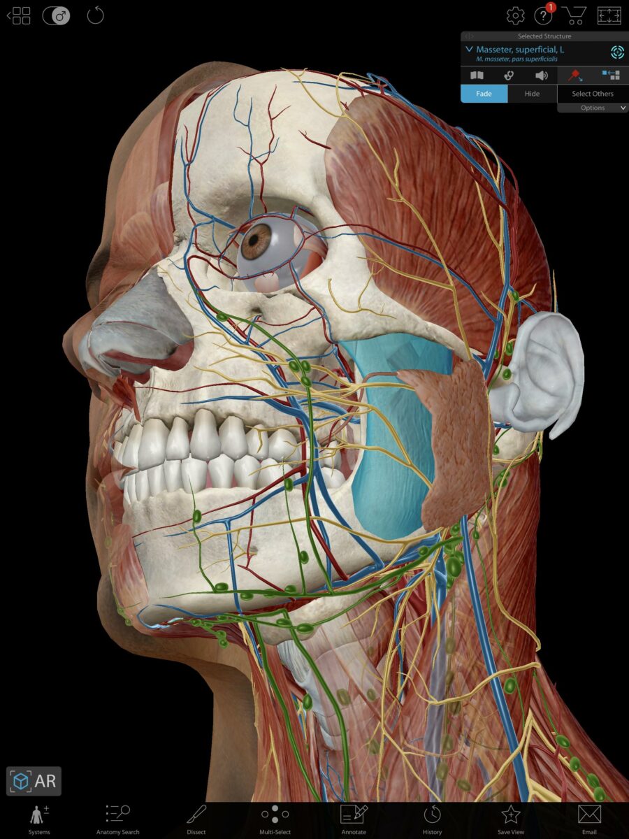 human anatomy atlas
